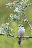 Northern Shrike